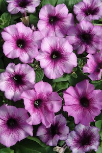 Patio/Basket plants