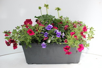 Planted containers