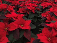 Poinsettia