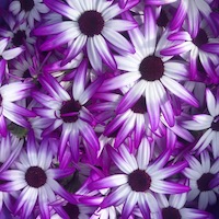 Senetti